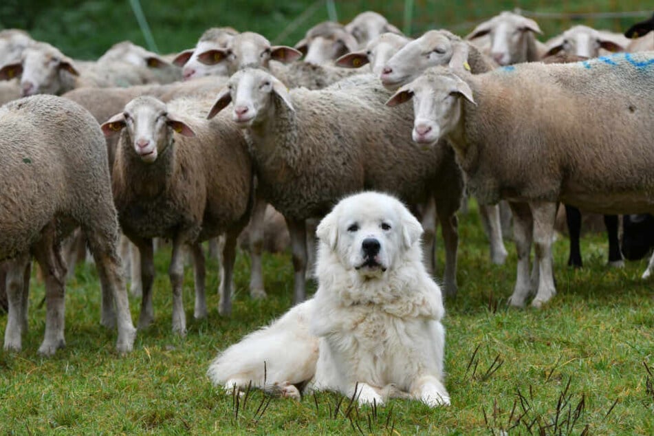 Tiere, wie dieser Herdenschutzhund sind ausgelastet, weil sie eine Aufgaben haben.