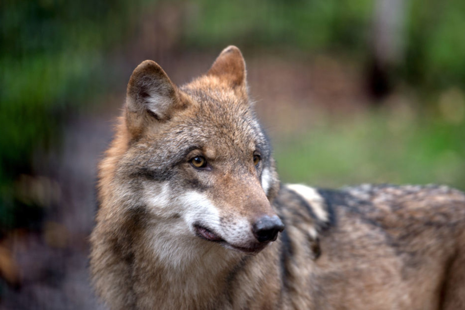 Soll man den Problem-Wolf vergrämen oder erschießen - dieser Streit beschäftigt jetzt das Dresdner Verwaltungsgericht.