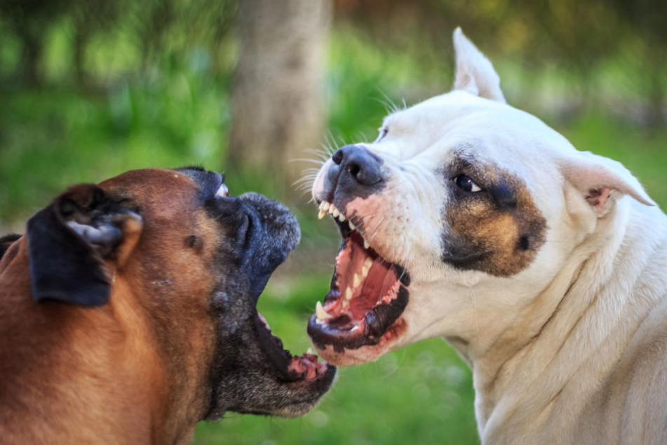 Der Tierarzt hatte angeblich keine andere Wahl, als "Billy" einzuschläfern. (Symbolbild)