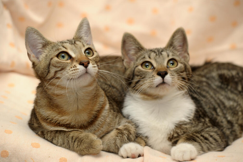 Ekelhaft Zwei Frauen Halten 100 Katzen Zwischen Mull Und Kot Tag24