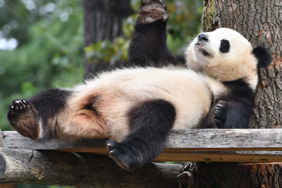 Meng Meng winkt ihren Besuchern im Berliner Zoo zu.