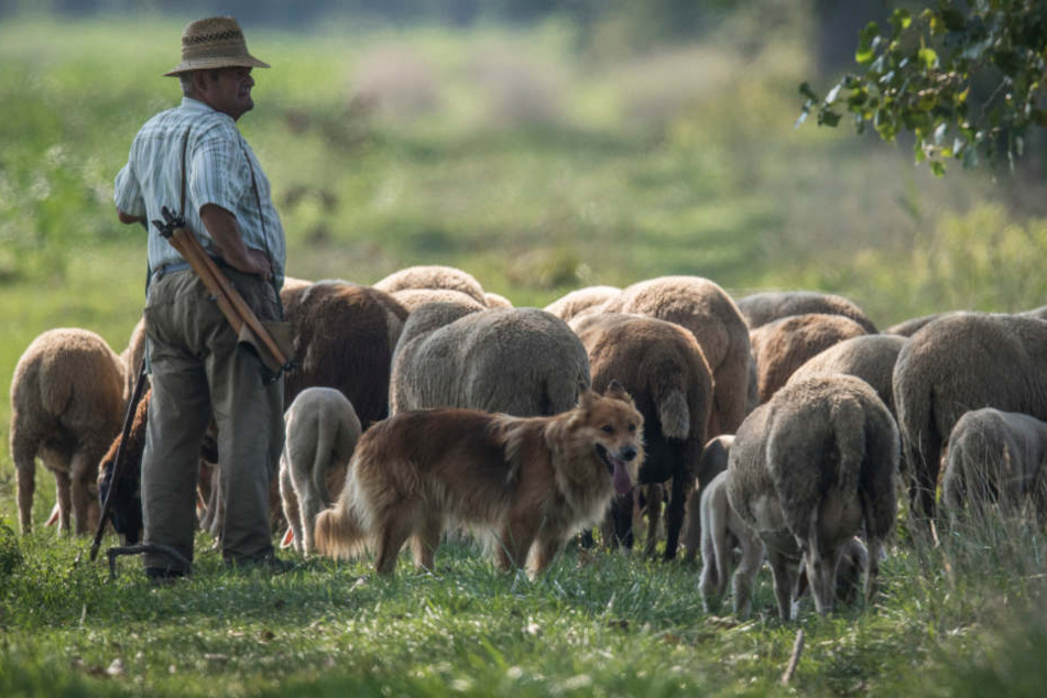Die baden-württembergischen Schäfer fordern mehr Geld für ihren Beitrag zur Landschaftspflege. (Symbolbild)