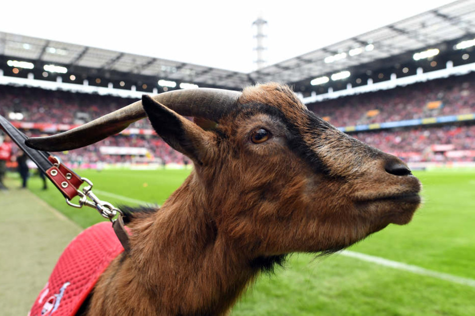 Hennes VIII. durchlebte eine schwere Abstiegssaison, in der er auch noch betrogen wurde.