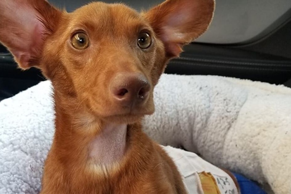 Buddy (2) wurden seine zwei Hinterbeine abgetrennt.