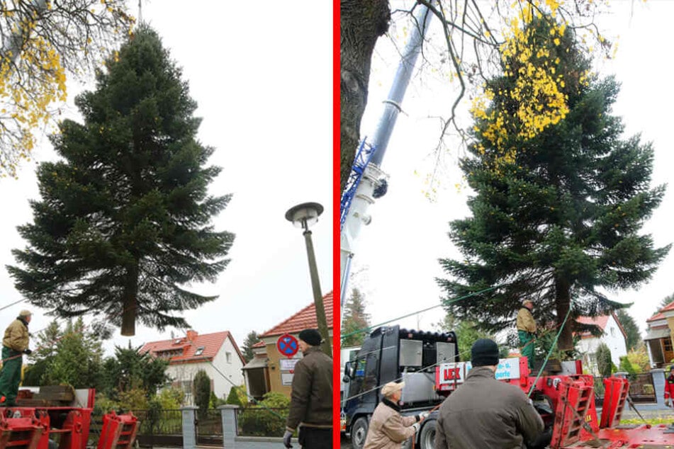 Eine etwa 17 Meter hohe Nordmanntanne hängt in der Prignitzstraße im Berliner Bezirk Biesdorf am Haken eines Krans und wird auf einen Tieflader verladen.