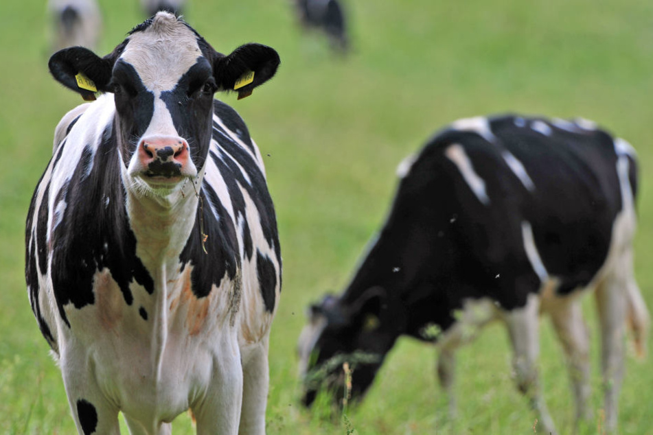 Der Ausbruch von Rinder-Herpes in Thüringen hat 2016 die Entschädigungszahlungen der Tierseuchenkasse auf ein Rekordniveau getrieben.