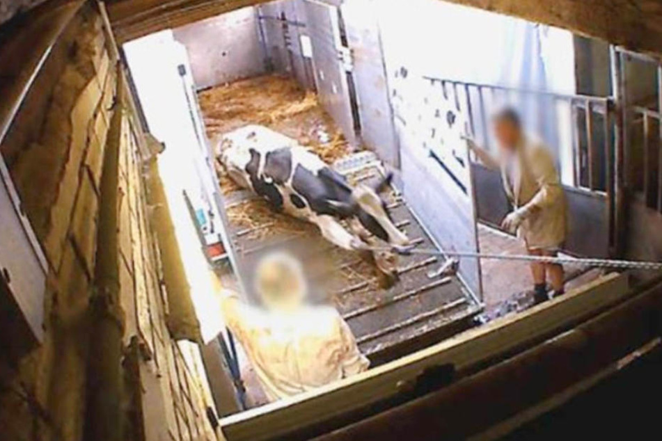 In mehreren deutschen Schlachthöfen werden Tiere gequält.