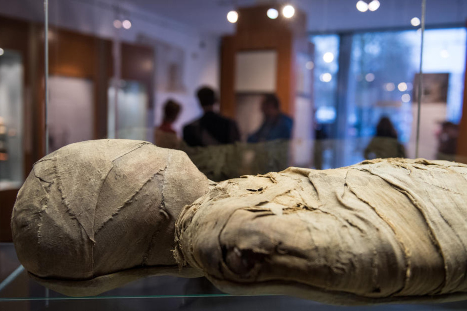 In einer Vitrine wird die Münster-Mumie zu sehen sein.