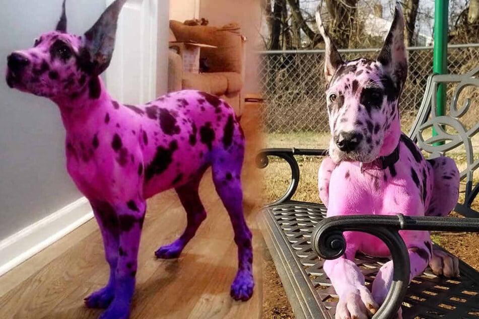 Der Farbstoff sei sicher und würde dem Hund nicht schaden, versichert die Besitzerin.