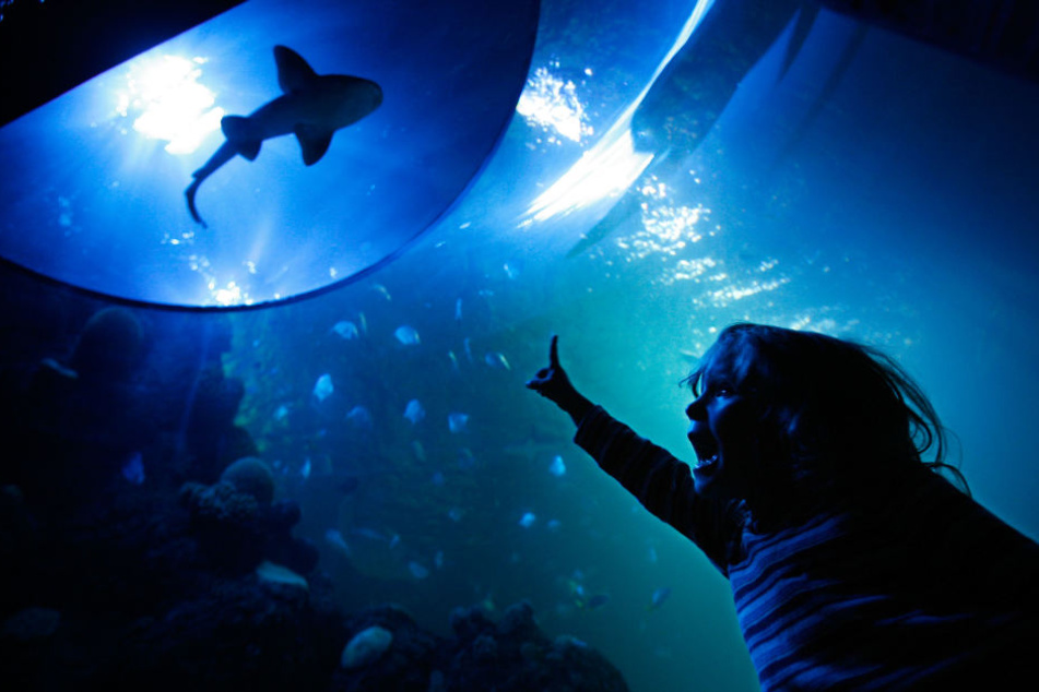 In Pfungstadt soll das größte Hai-Aquarium Europas entstehen. (Symbolbild)