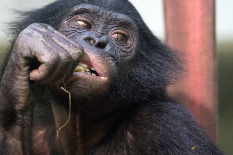 Sind Schimpansen Dinge oder "Persönlichkeiten"? Darum geht es dem Tierschützer Wise seit Jahren! Und er zieht vor Gericht.