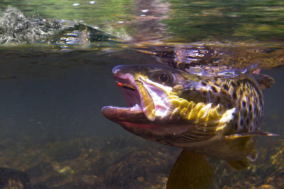 Wenn sich die Bachforelle angesiedelt hat, ist der Fluss zumindest auf einem guten Weg.