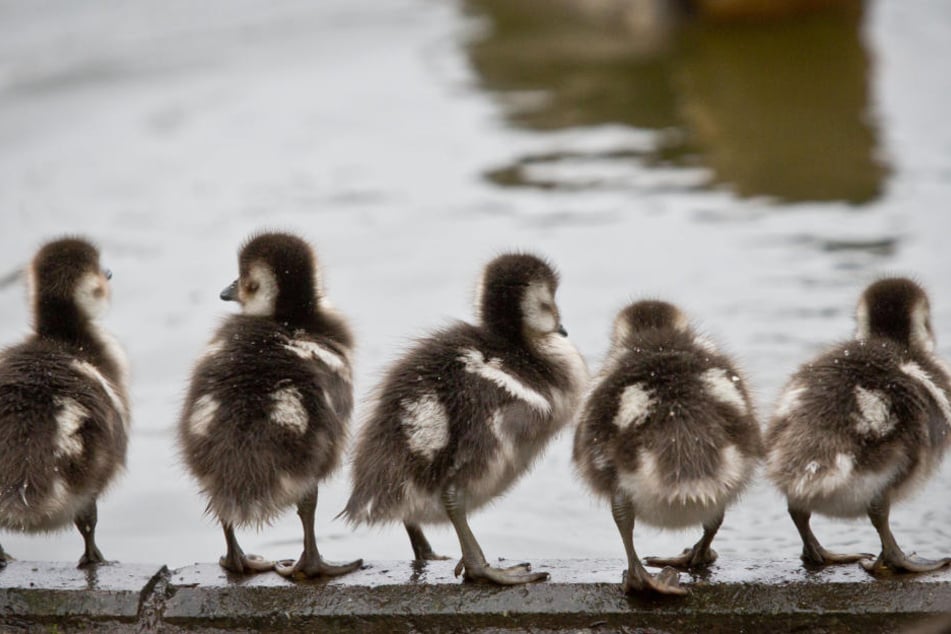 Für die Nilgans-Küken im Brentanobad wird es wohl bald ungemütlich.