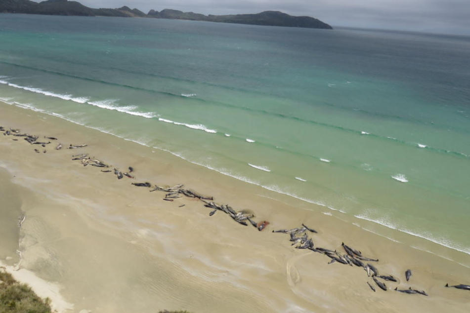 Bis zu 145 Grindwale sind am Wochenende auf der neuseeländischen Insel Stewart Island gestrandet und dabei ums Leben gekommen.