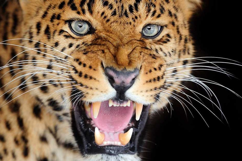 Zwei wehrlose Kinder tötete der Leopard (Symbolbild).