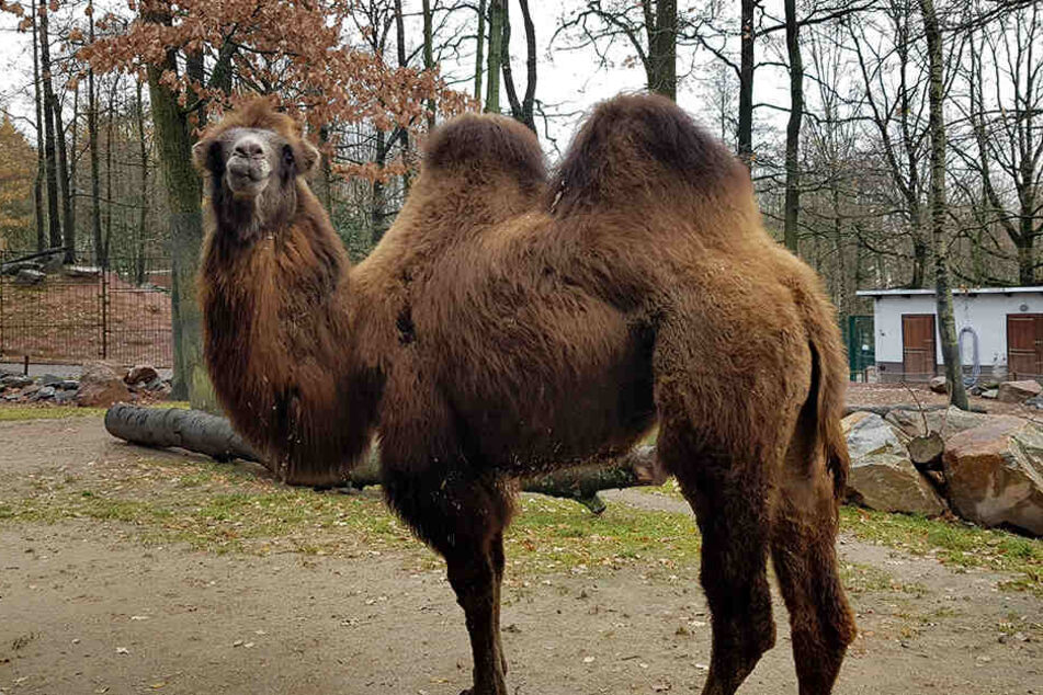 Der Tierpark freut sich über Trampeltier-Neuzugang Merle und erneuert das Gehege.