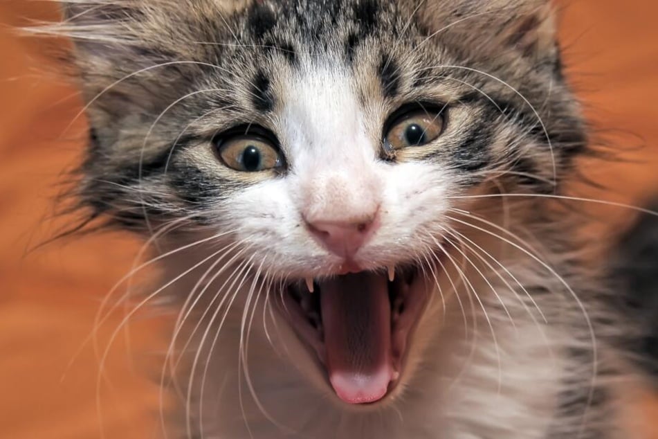 Von jetzt auf gleich können Katzen völlig durchdrehen.