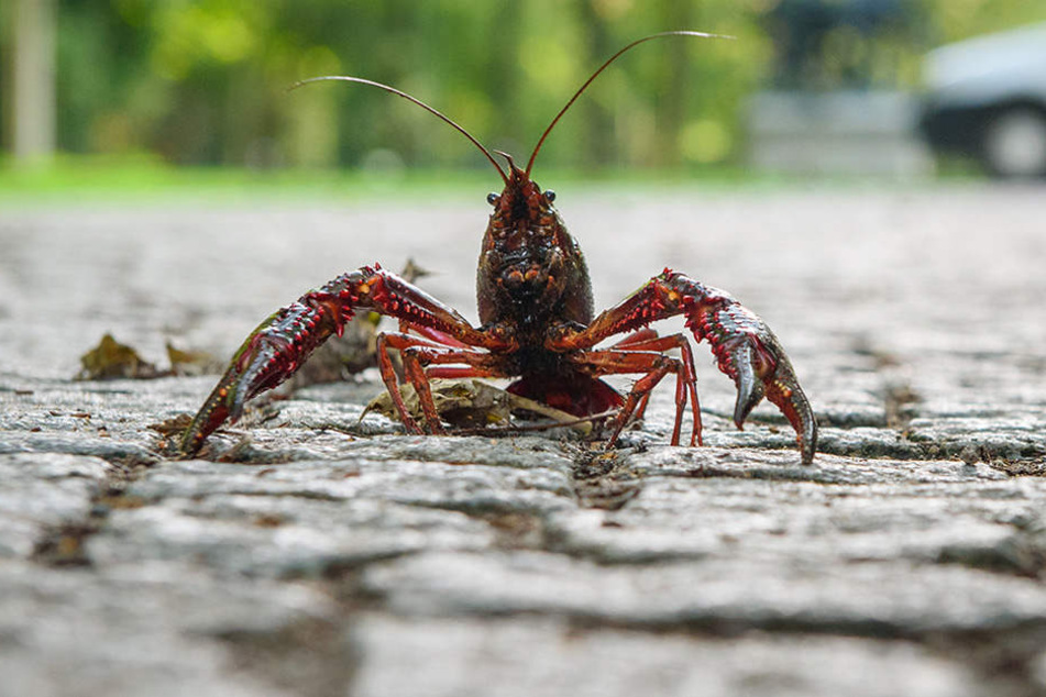 Rote Färbung, Dornen an den Scheren und bringen die gefährliche Krebs-Pest nach Berlin.