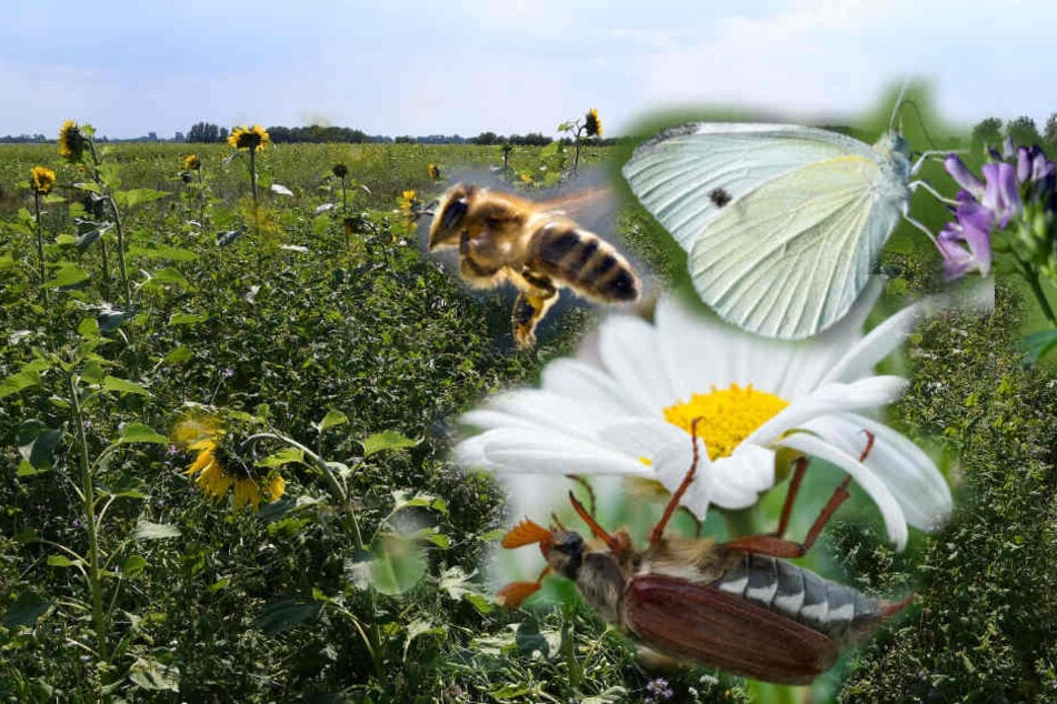 Auf den Blumenwiesen sollen Bienen, Schmetterlinge und andere Insekten neuen Lebensraum finden.
