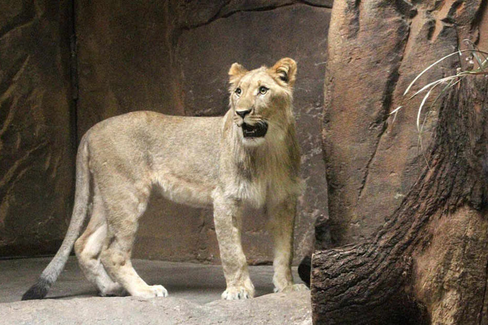 Wird Raubkatze Kigali mit dem Löwen anbändeln?