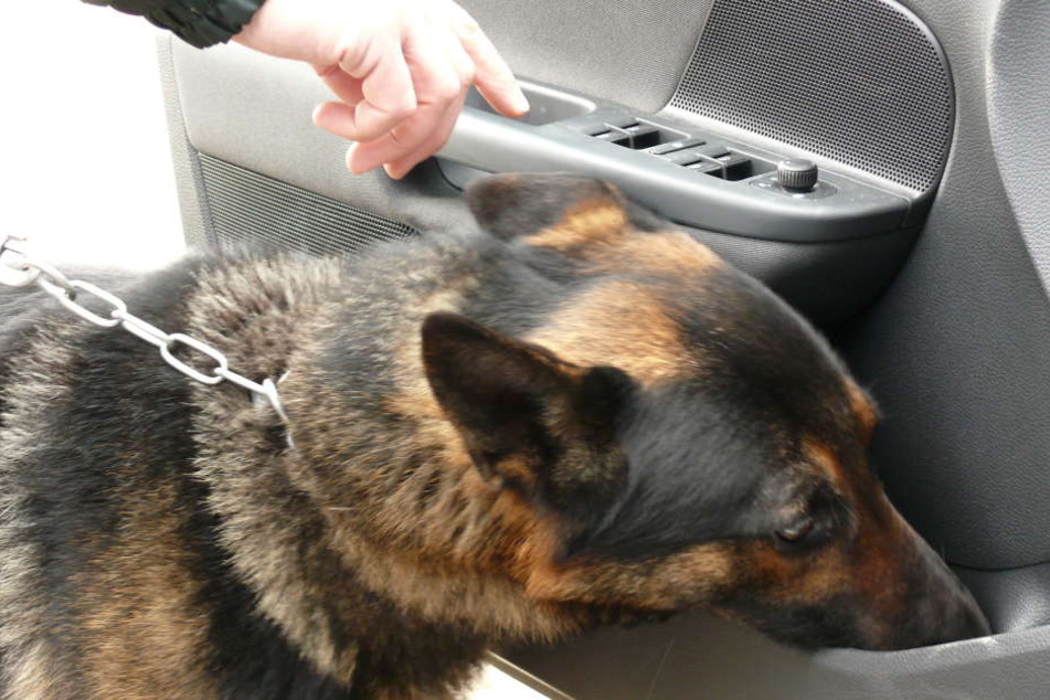 Rauschgiftspürhund Falco bei der Arbeit.