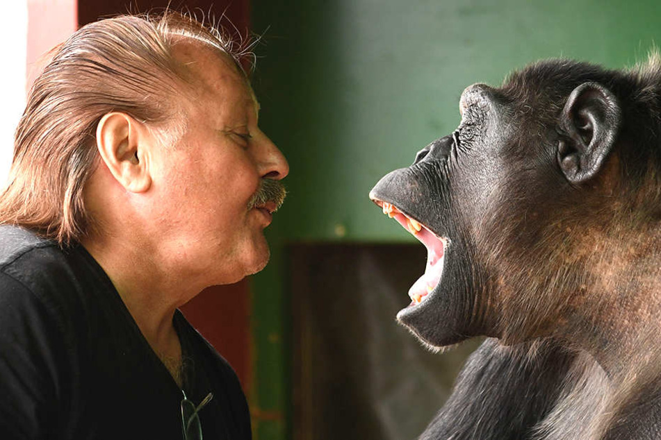Schimpanse Robby darf im Zirkus sterben TAG24