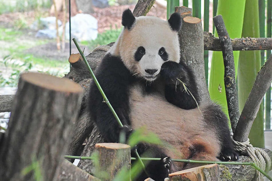 Anfänglich verhielt sich Meng Meng noch normal im Zoo.