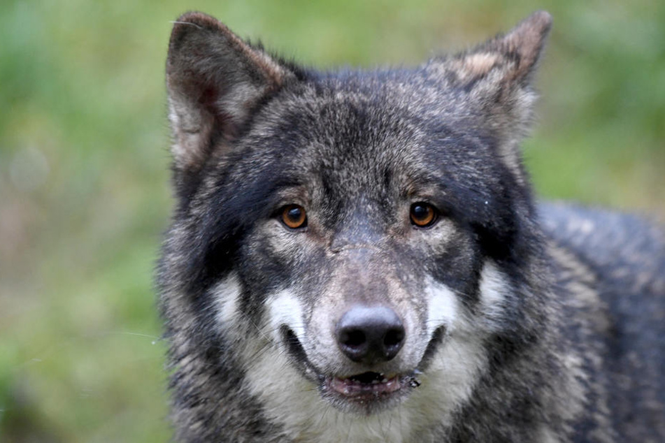 Der Wolf wurde offenbar nicht schwer verletzt (Symbolfoto).