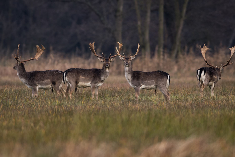 Unbekannte haben in Großrückerswalde im Erzgebirgskreis ein Rudel Damwild aus einem Wildgehege freigelassen (Symbolbild).