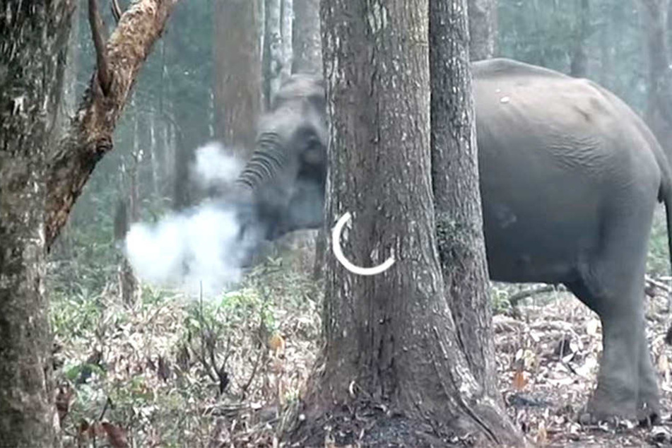 In Indien wurde ein Elefant beim Rauchen gefilmt.