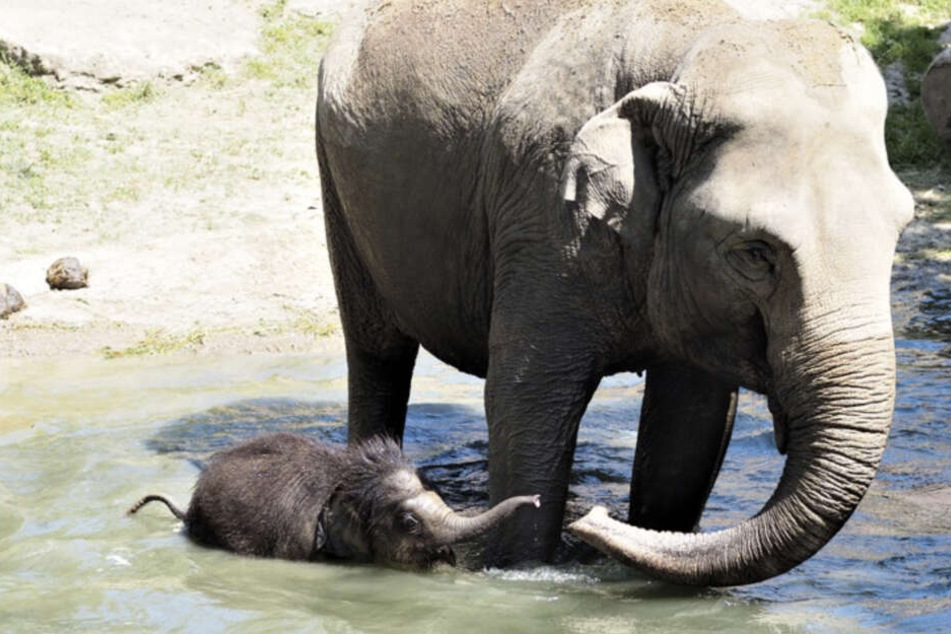Der kleine Elefant sucht die Erfrischung im kühlen Pool.