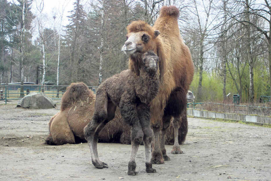 Im Tierpark Weißwasser freuen sich die Kamele Hannes und Tina über Baby Nummer vier.