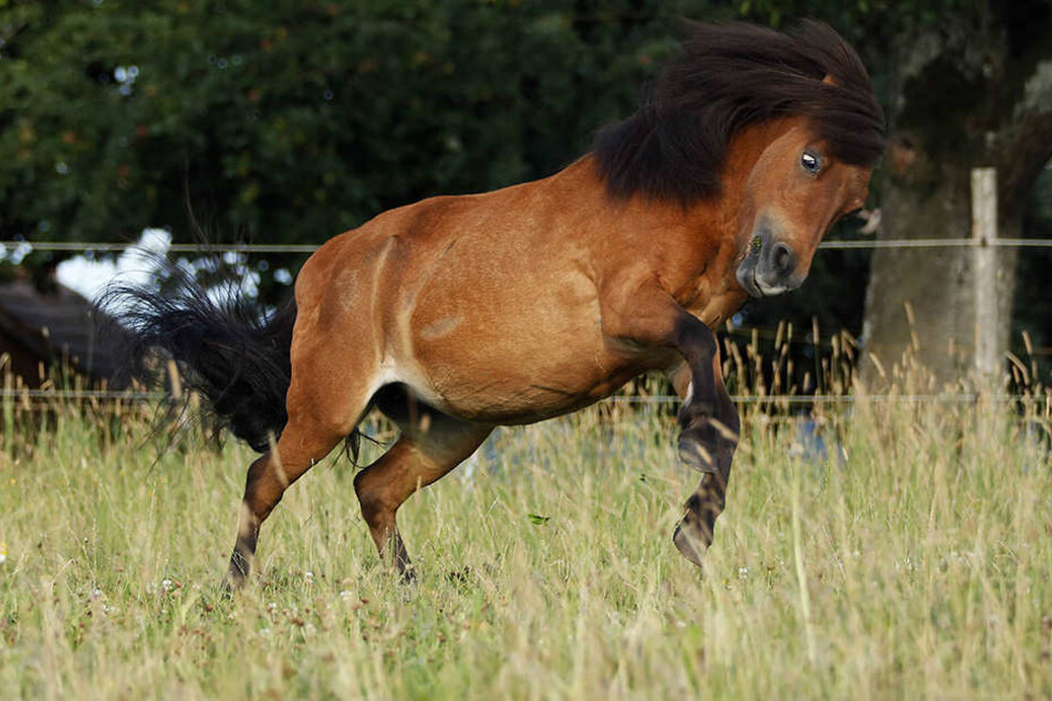 In Dortmund soll ein Mann ein Pony vergewaltigt haben. (Symbolbild)