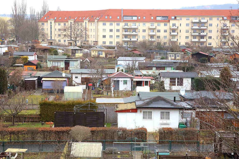 Allein in der Sparte "Alter Striesener Weg" brach der Einbrecher elf Lauben auf.