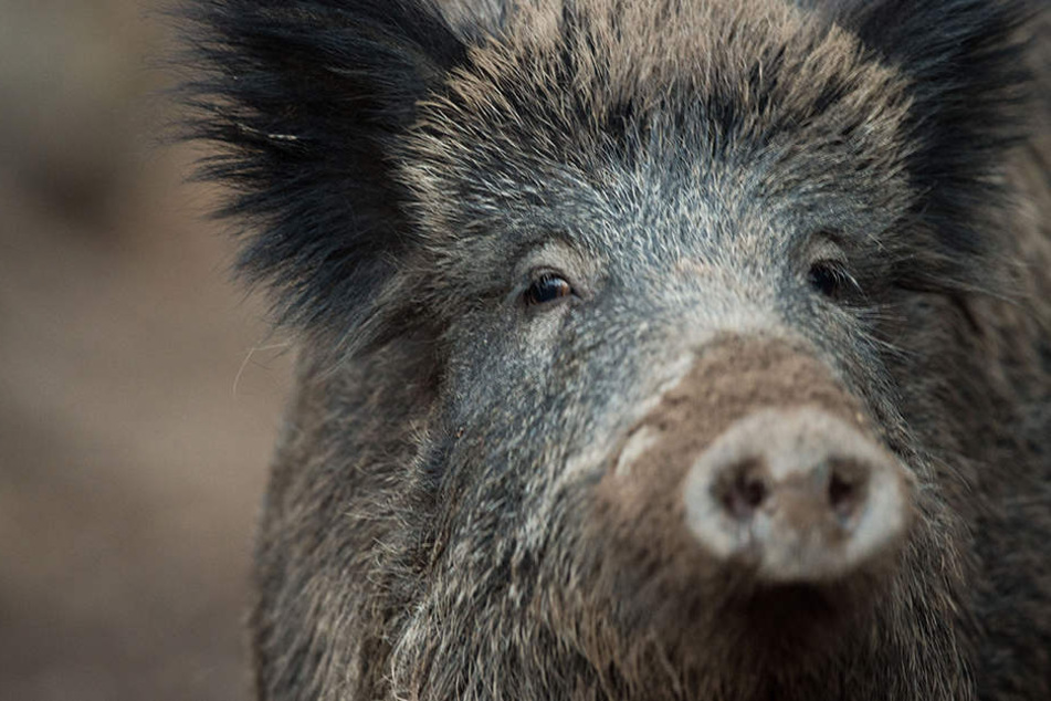 Wegen der Afrikanischen Schweinepest sind die Jäger alarmiert.