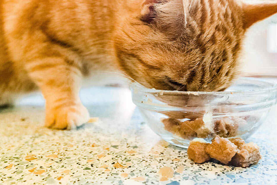 Bei Katzenfutter solltet Ihr besonders auf den Nährstoffmix achten.