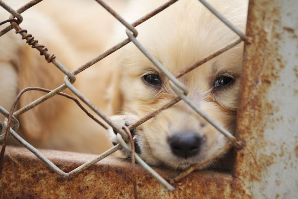 Illegaler Welpenhandel: So erkennt man skrupellose Hunde-Händler