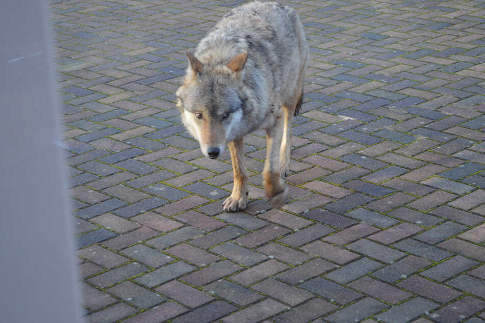 Der Wolf "Pumpak"wurde zuletzt mehrfach in der Nähe von Menschen gesichtet.
