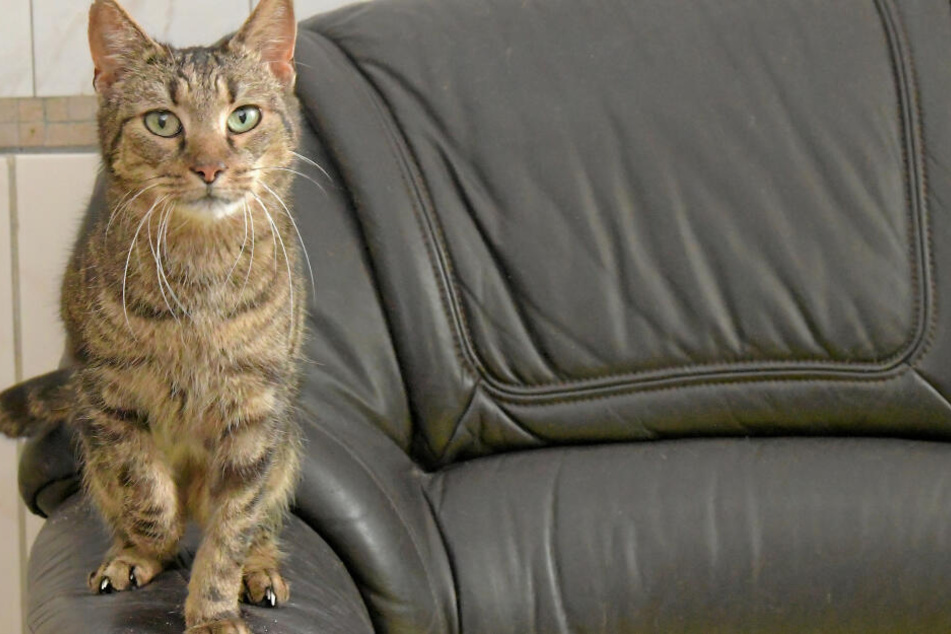 Starker Charakter: Kater Paulchen besteht auf Schmuseeinheiten und will seinen neuen Zweibeiner ganz für sich haben.
