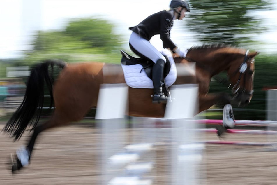 In Frankreich wurde ein Pferd vermutlich zu Tode gequält.