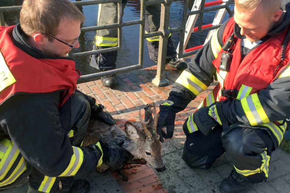 Feuerwehrleute kümmern sich nach der Rettung um den Rehbock.