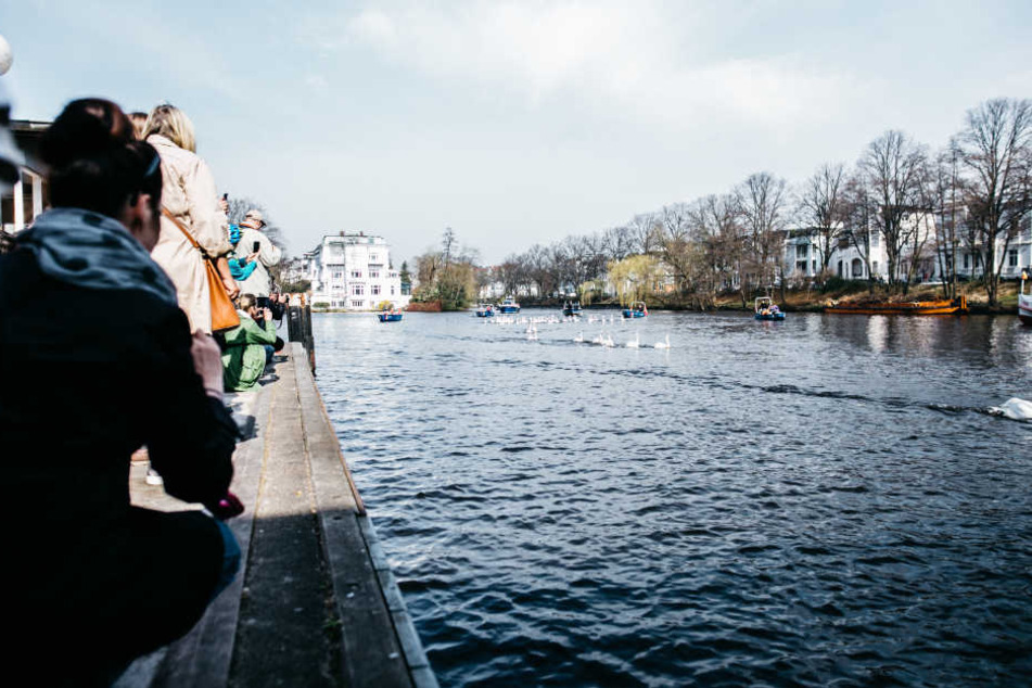Viele Menschen waren an die Alster gekommen, um die Schwäne zu empfangen.