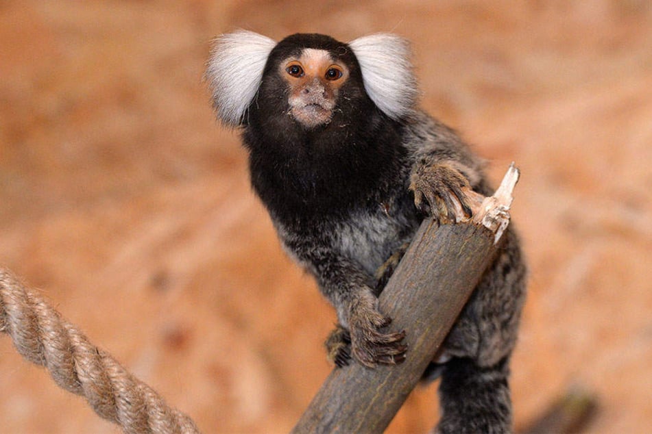 Heimisch sind die Primaten im brasilianischen Regenwald, zuhause jetzt im Wildpark Osterzgebirge.