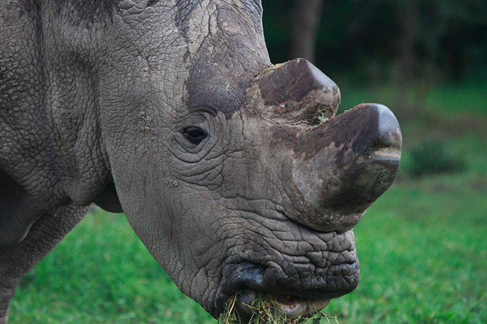 Das männliche Nördliche Breitmaulnashorn Sudan im Reservat Ol Pejeta in Nanyuki (Kenia).