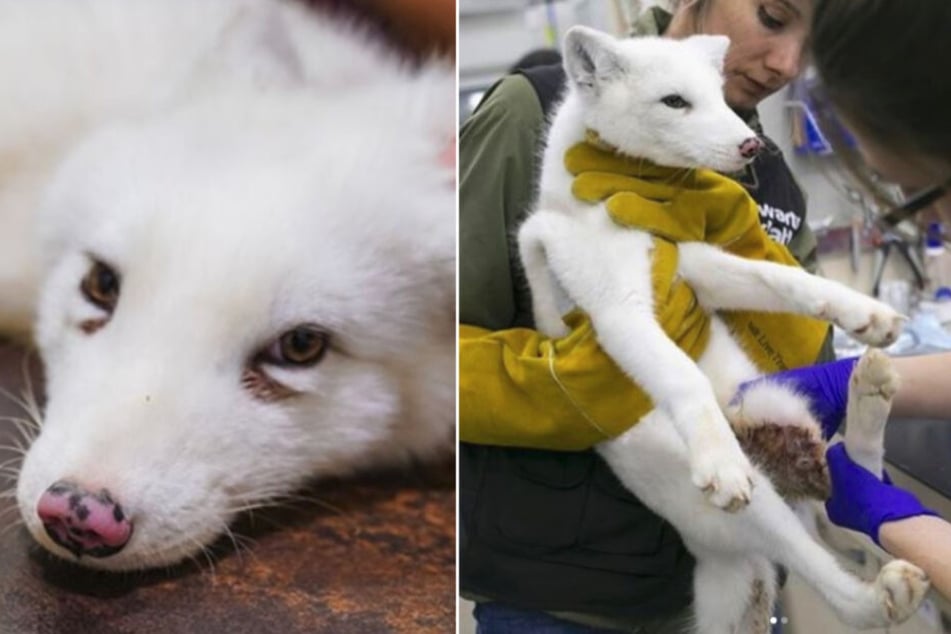 Dem kleinen Fuchs Maciek musste eine Pfote amputiert werden.