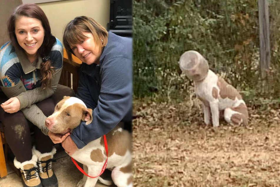 Große Erleichterung: Jughead (ein American Staffordshire Terrier) wurde endlich gefunden.