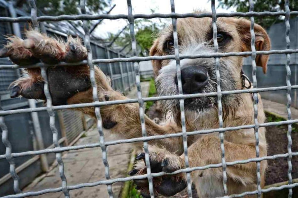 Bei einem vernichtenden Feuer in einem russischen Tierheim sind 120 Hunde und zahlreiche Katzen verbrannt (Symbolbild).