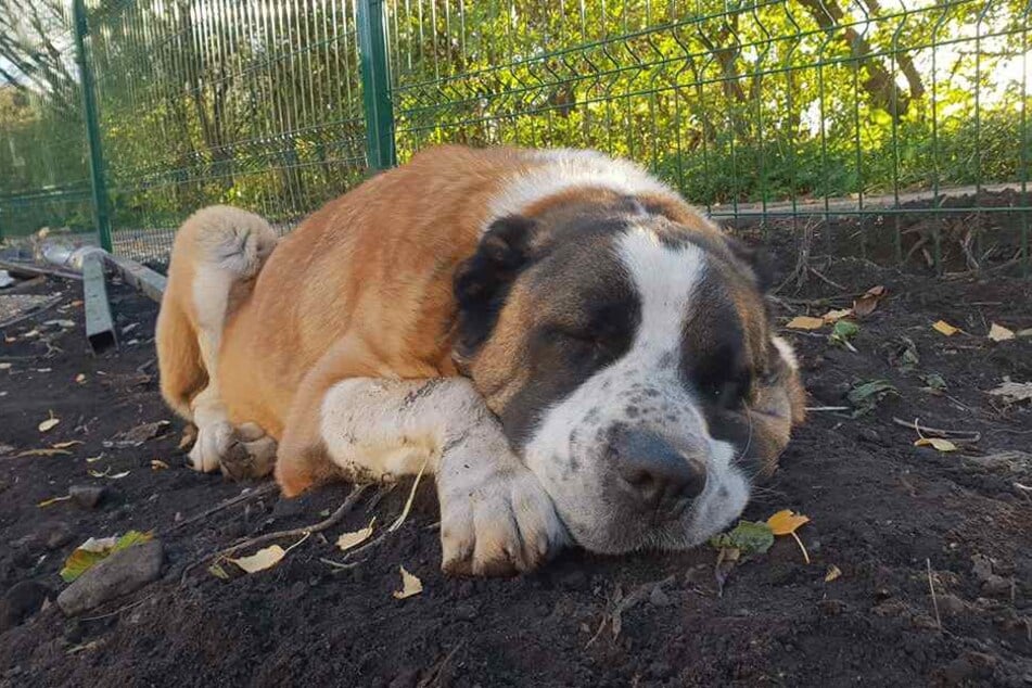 Winston bei einem Schläfchen.