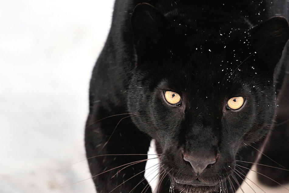 In einem privaten Zoo in Russland wurde ein Mann vom Panther tot gebissen.