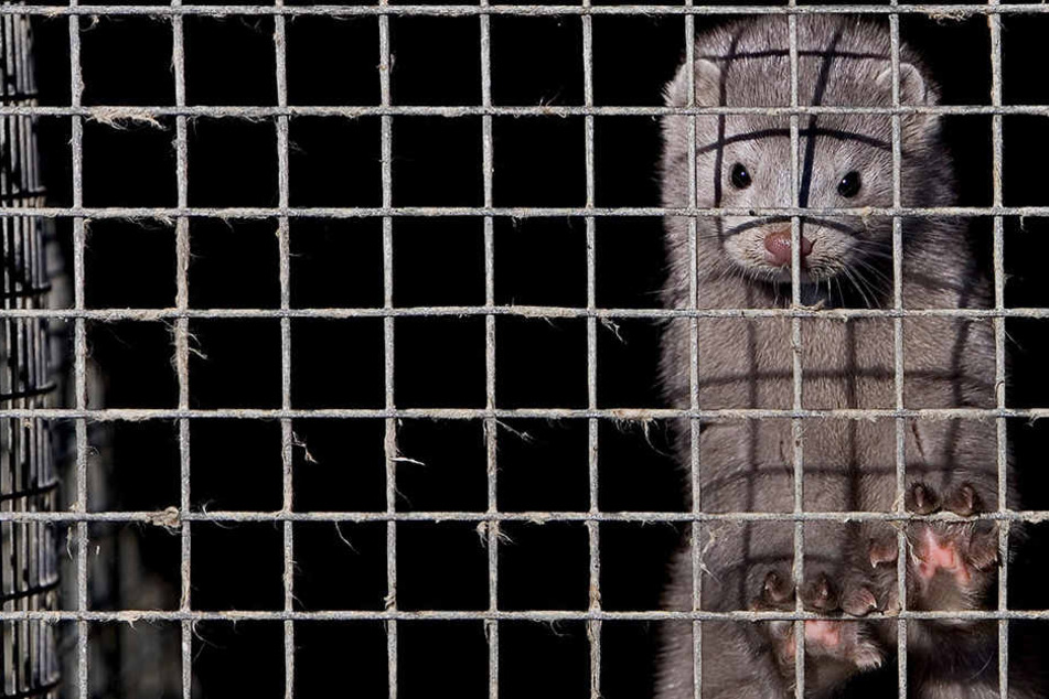 In der Pelztierfarm in Döhlen werden keine Nerze mehr gehalten. (Symbolbild)